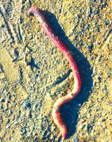 Earthworm - r - Ver de terre