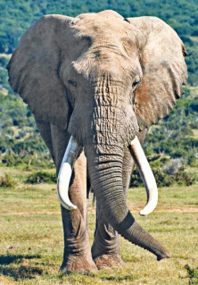 Elephant - Eléphant