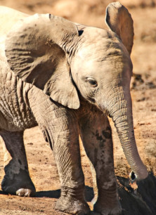Elephant Calf (éléphanteau)