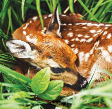Fawn (faon)