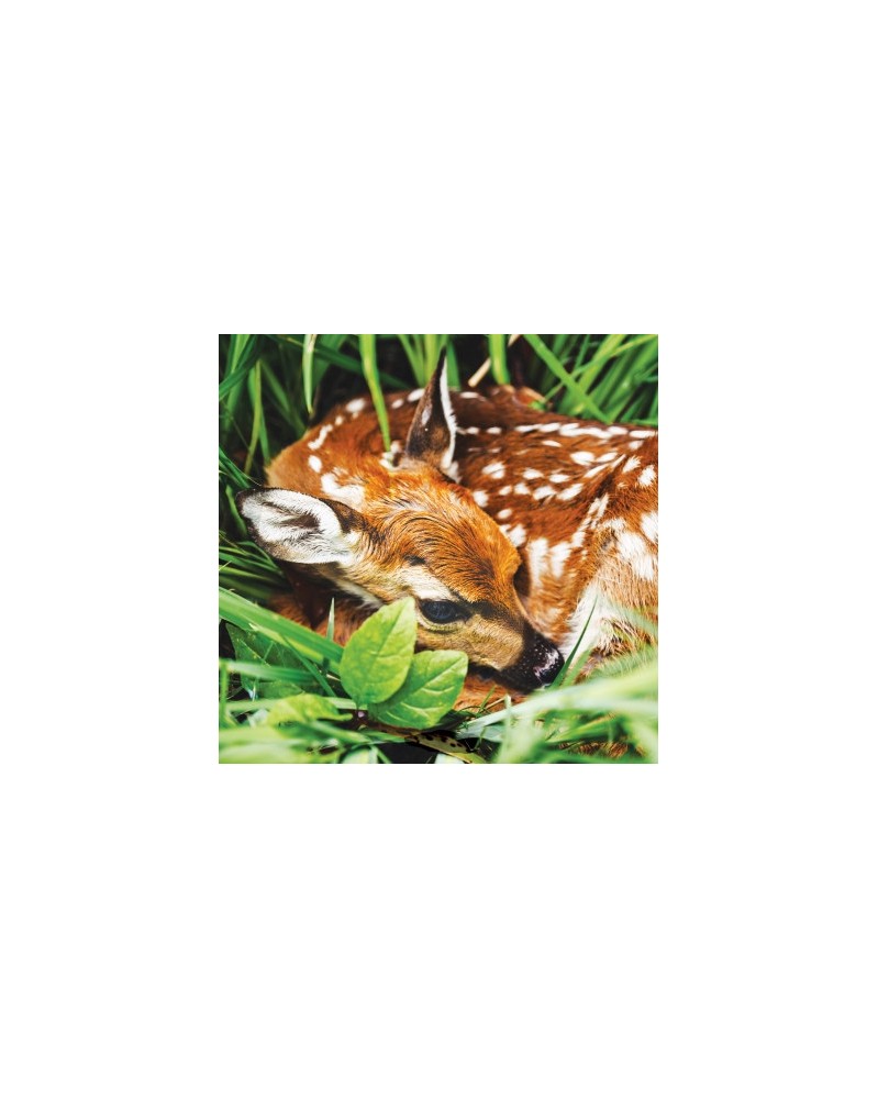 Fawn (faon)