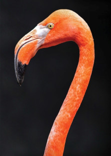 Flamingo - r - Flamant
