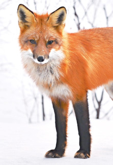 Fox - Renard