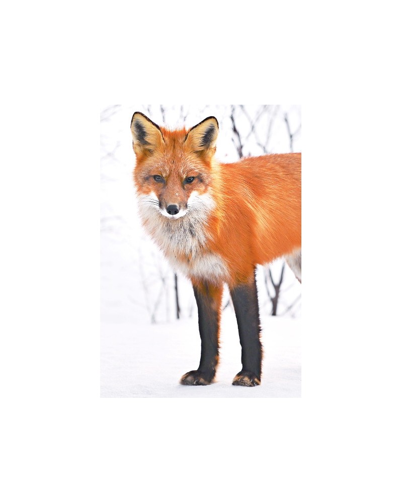 Fox - Renard