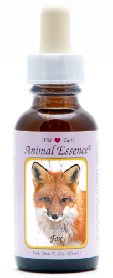 Fox - Renard