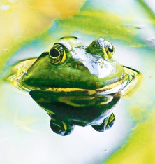 Frog - Grenouille