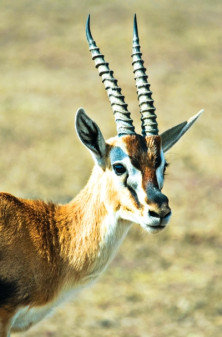 Gazelle