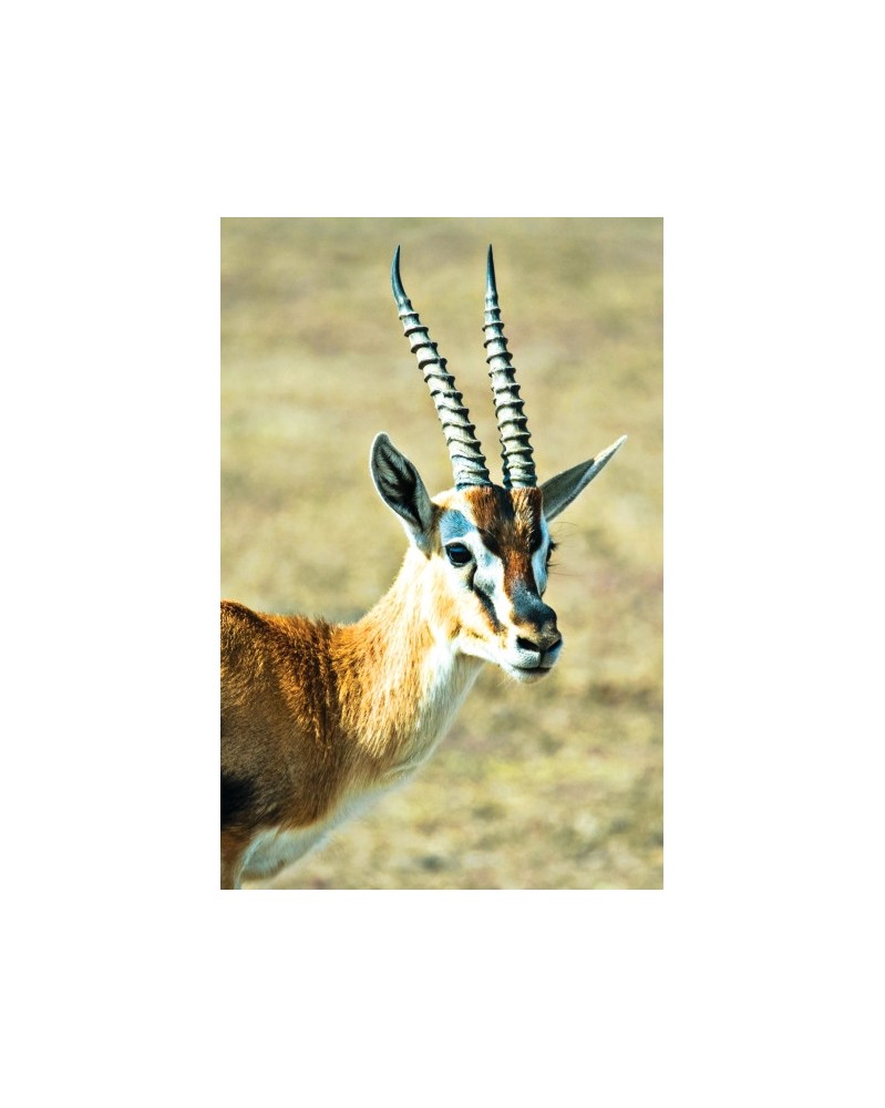 Gazelle