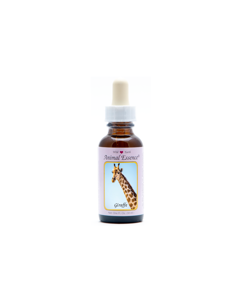 Giraffe - Girafe