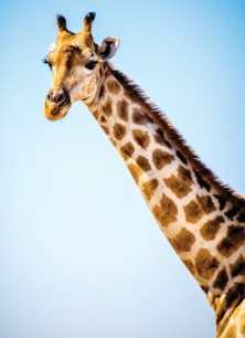 Giraffe - Girafe