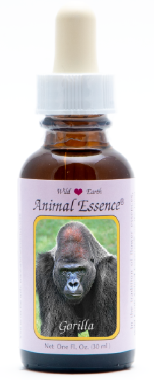 Gorilla - r - Gorille