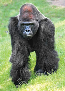 Gorilla - r - Gorille