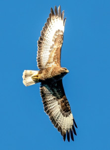 Hawk - r - Faucon