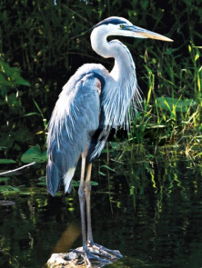Great Blue Heron - r -...