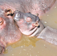 Hippopotamus Calf