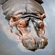 Hippopotamus - Hippopotame