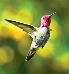 Hummingbird - Colibri