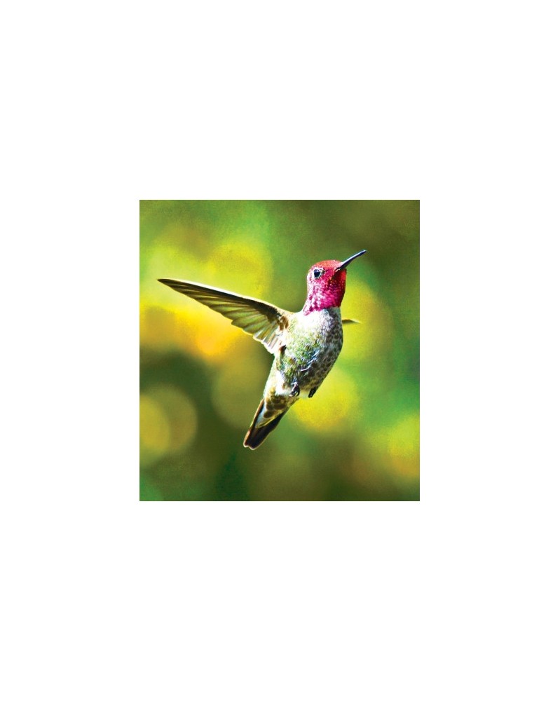 Hummingbird