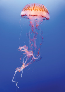 Jellyfish - r - Méduse