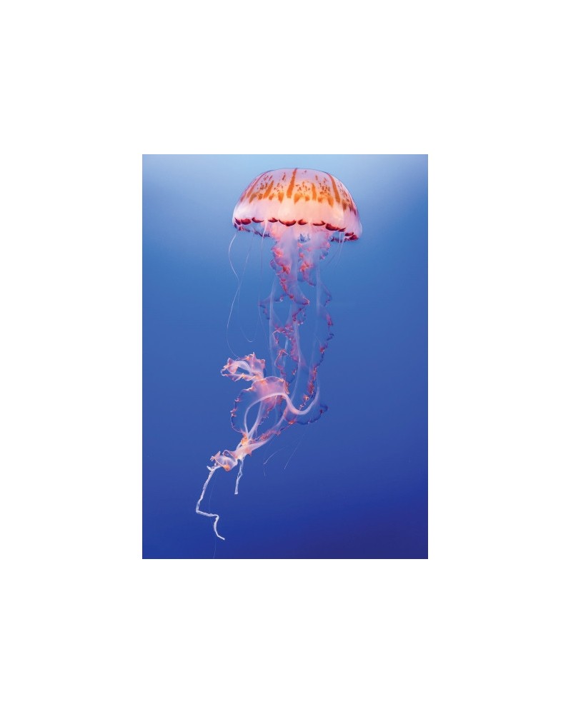 Jellyfish - r - Méduse
