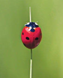 Ladybug - r - Coccinelle