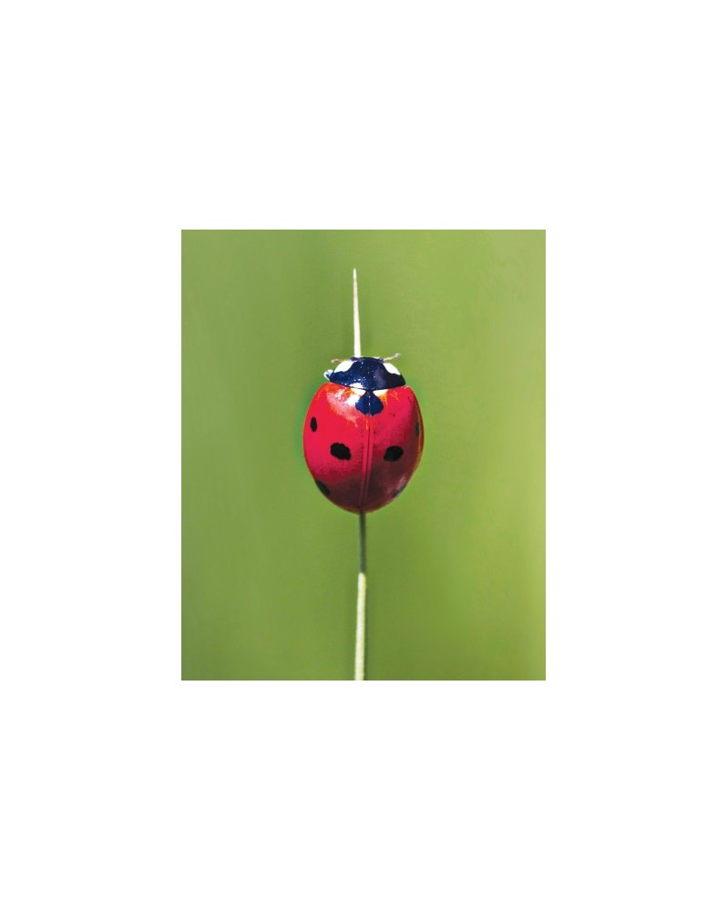 Ladybug - r - Coccinelle