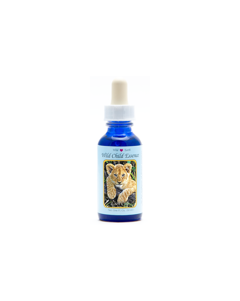 Lion Cub (lionceau)