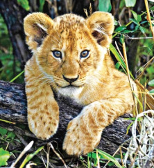 Lion Cub (lionceau)