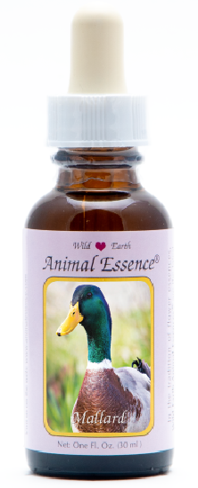 Mallard