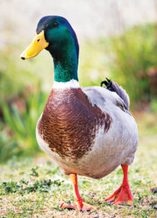 Mallard - r - Colvert