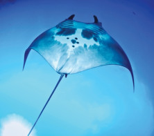 Manta Ray - r - Raie Manta