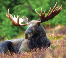 Moose - r - Elan