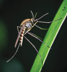 Mosquito - r - Moustique