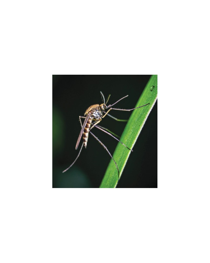 Mosquito