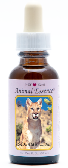 Mountain Lion - Puma