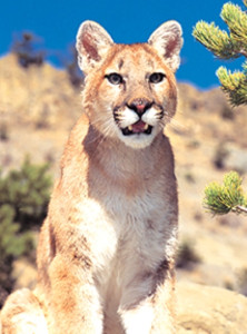 Mountain Lion - Puma