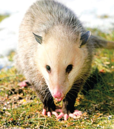 Opossum - r - Opossum