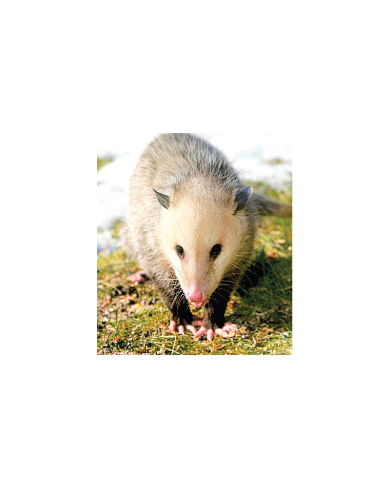 Opossum