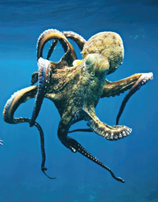 Octopus - r - Pieuvre