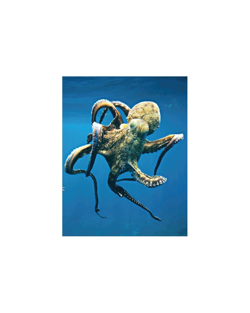 Octopus