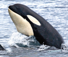 Orca - r - Orque
