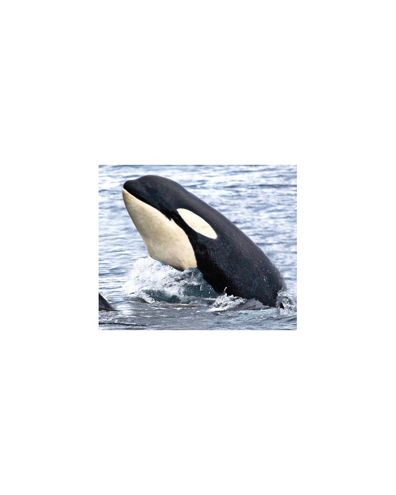 Orca - r - Orque