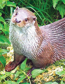 Otter - Loutre