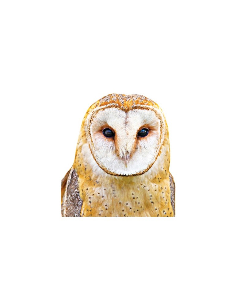 Owl - Hibou
