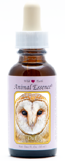 Owl - Hibou