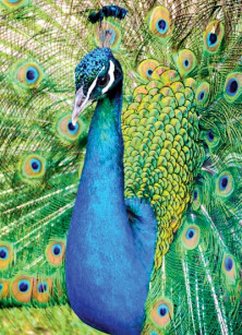 Peacock - Paon