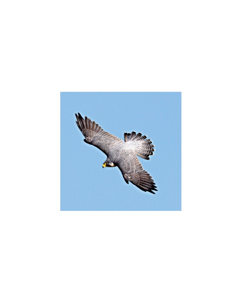 Peregrine Falcon