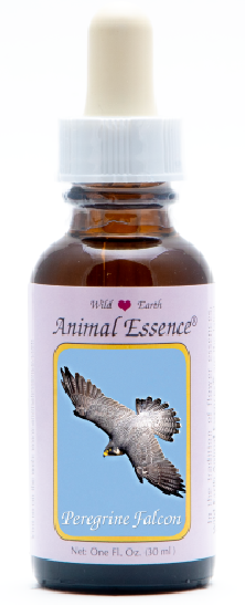 Peregrine Falcon
