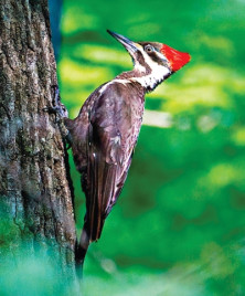 Pileated Woodpecker - r -...