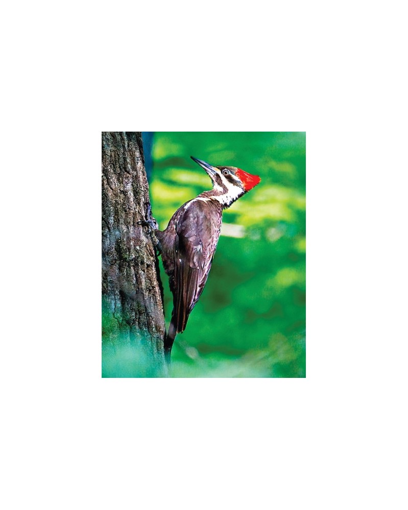 Pileated Woodpecker - r - Grand Pic